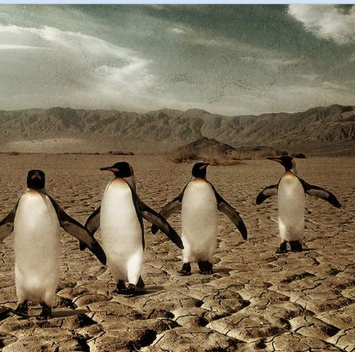 PENGUINS-WITHOUT-ICE