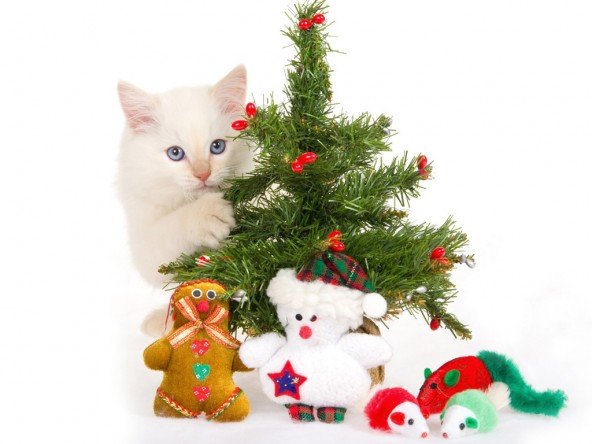 free christmas desktop wallpapers picture photo image 2011