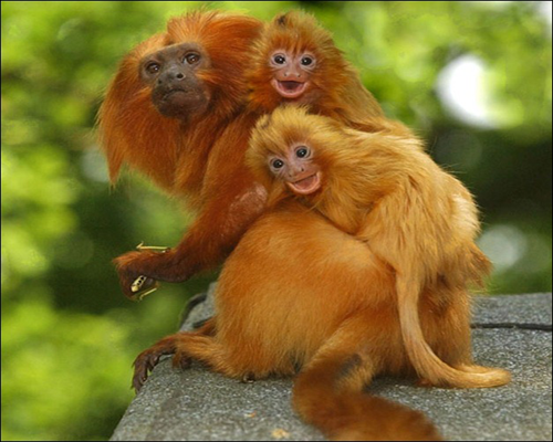 Golden-Lion-Tamarins Golden-Lion-Tamarins