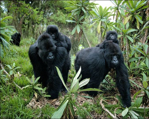 Gorillas-on-the-Move Gorillas-on-the-Move