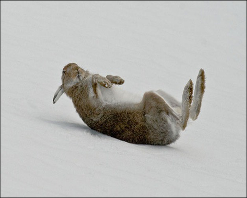 Mountain-Hare-Rolling-in-Sh Mountain-Hare-Rolling-in-Sh