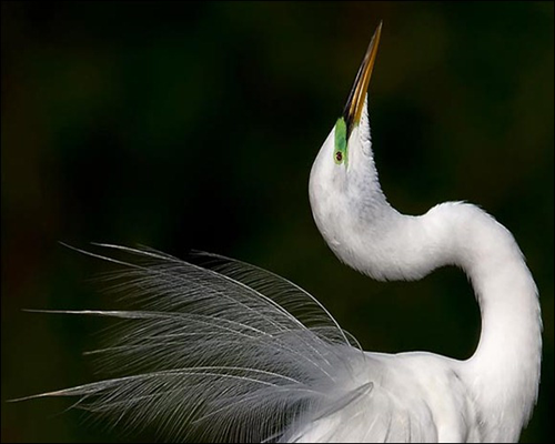 Philip-Sun Philip-Sun