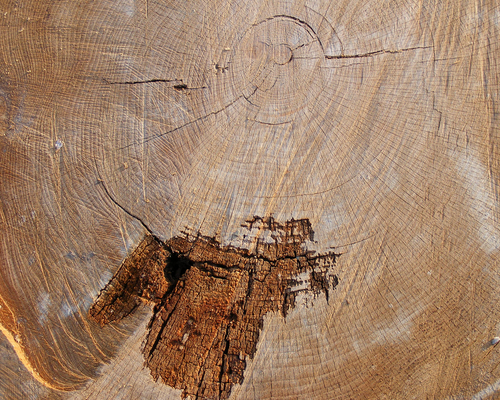 Tree-Wood-Texture-11