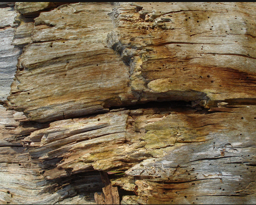 Wood-Texture3