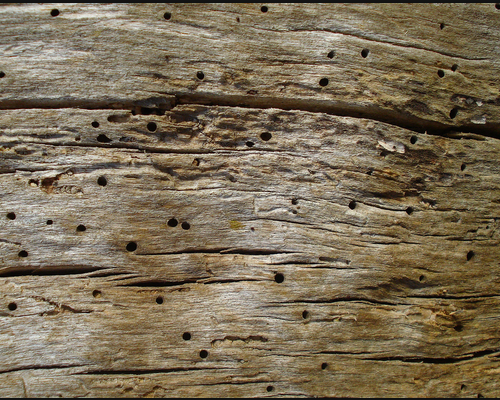 Wood-texture1