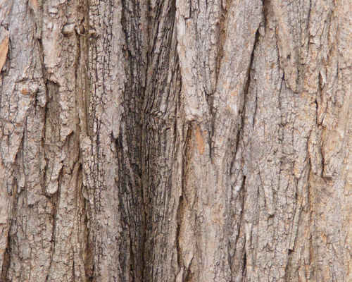 oldwoodtexture6
