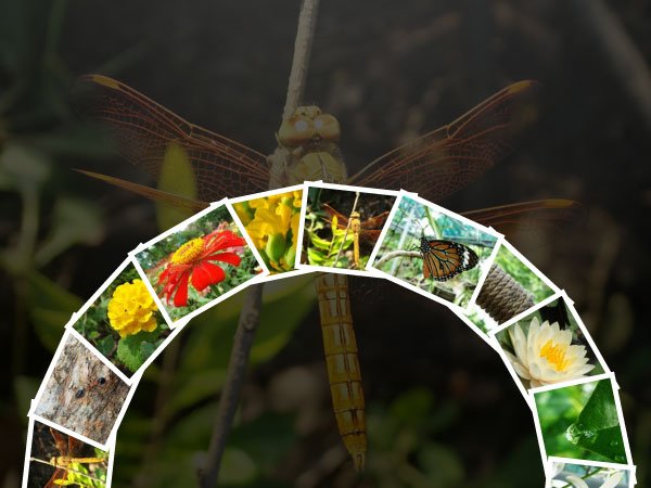 Circular Photo Gallery