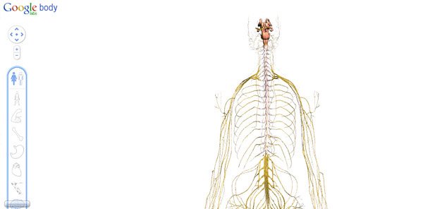 google-body-browser